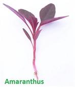 amaranthus mini